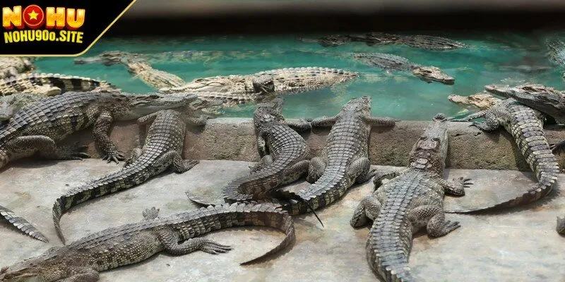 Nằm mơ thấy cá sấu đang lùa theo mình 